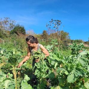 Recolectando en la huerta