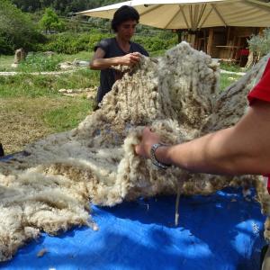Mujeres seleccionando bellón de oveja