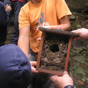 Caja nido y niños