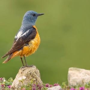 Roquero