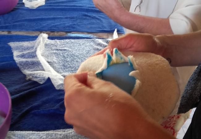 Imagen de alojamiento