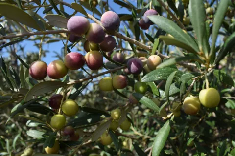 Imagen de alojamiento